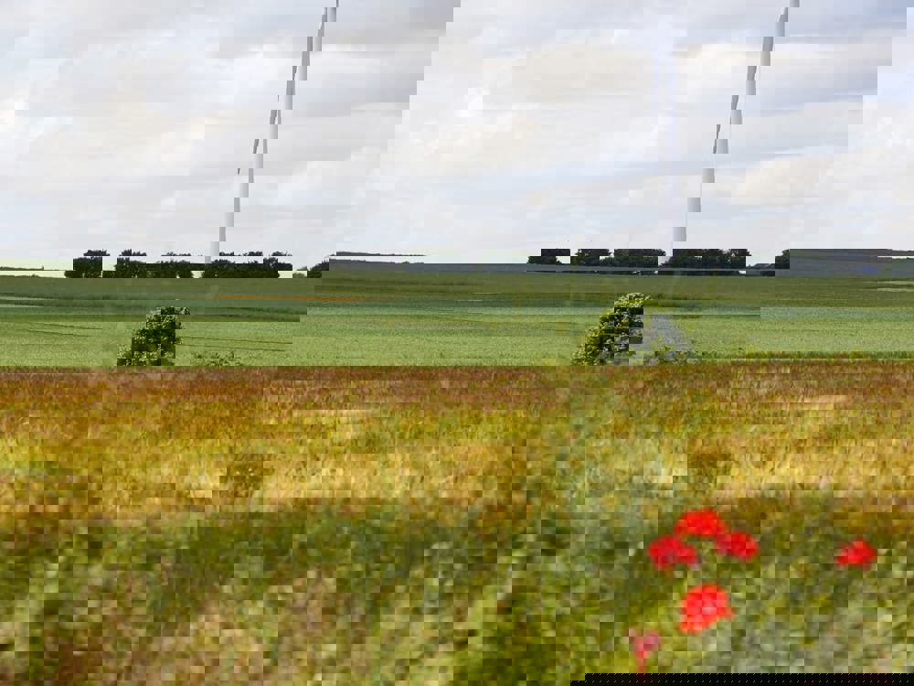 Wind Turbine In A Field