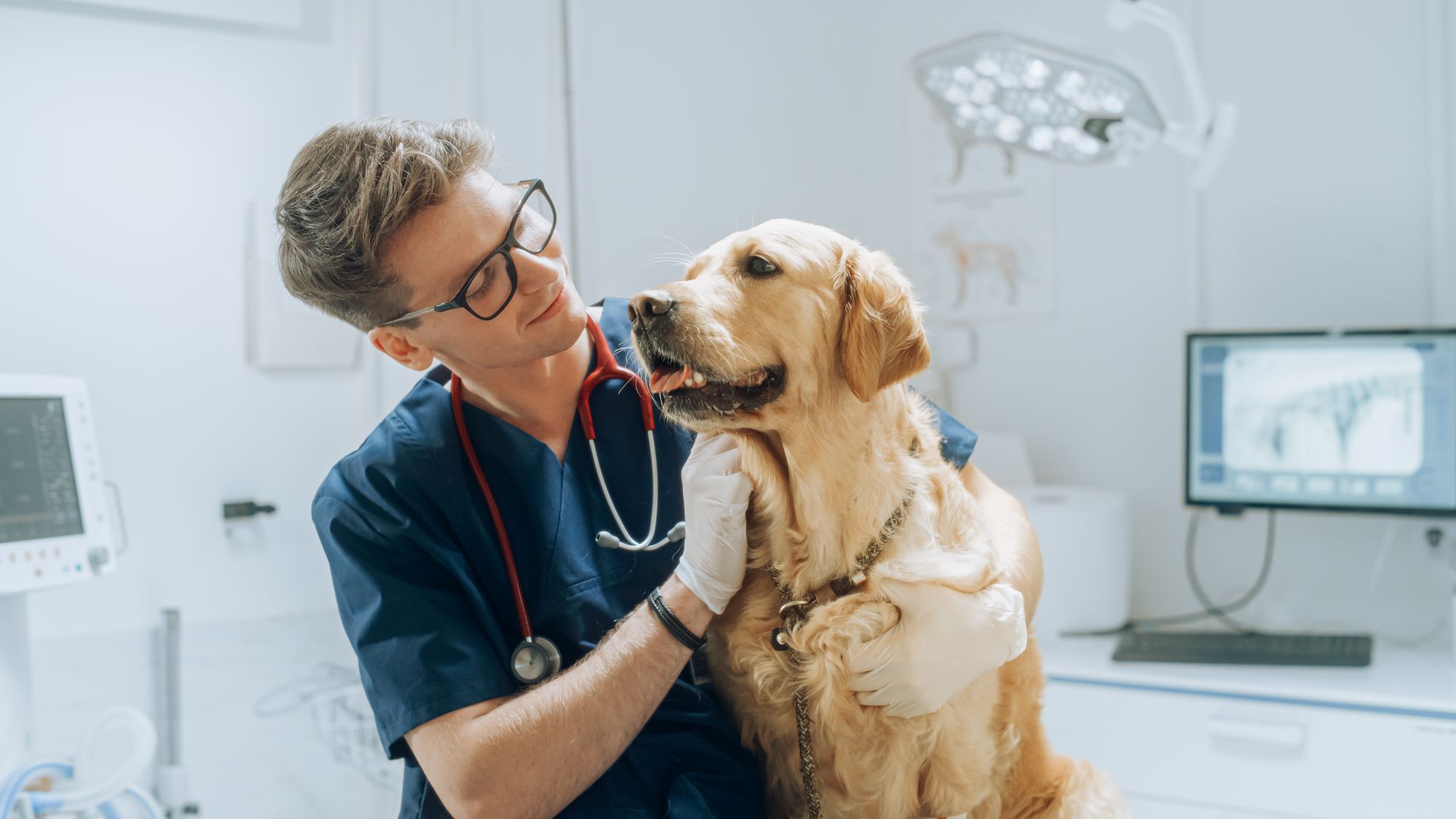 Young Veterinarian Petting A Golden Retriever Dog
