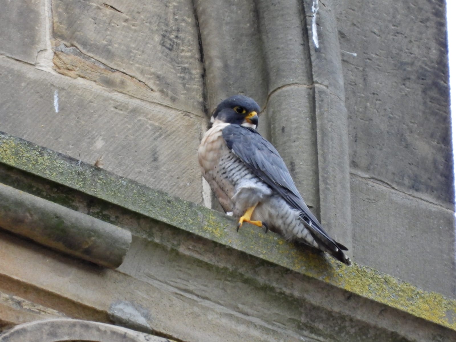 A peregrine falcon perched on a building